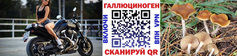 цена   Борзя  Псилоцибиновые грибы мицелий 